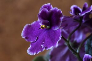 African Violets