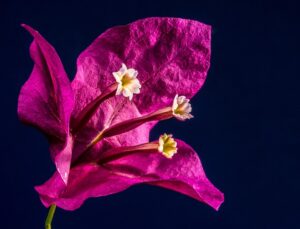 Bougainvillea