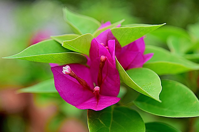 Bougainvillea