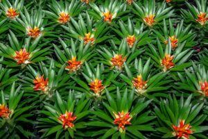 Bromeliad 