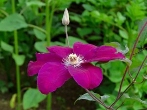 Clematis