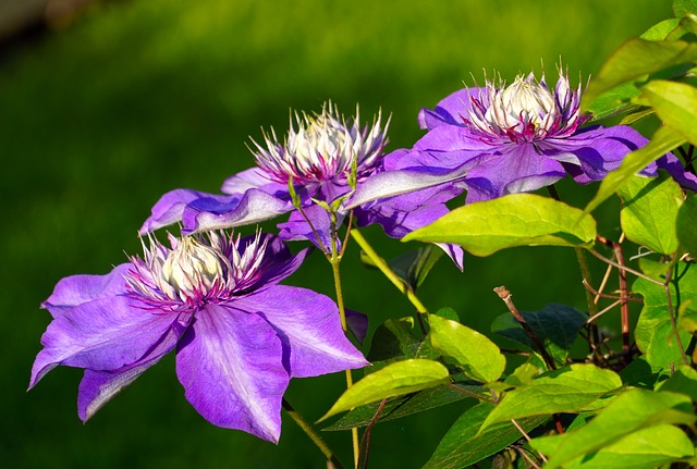 Clematis