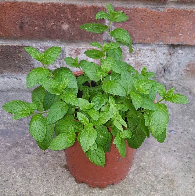 Mint (Mentha spp.)