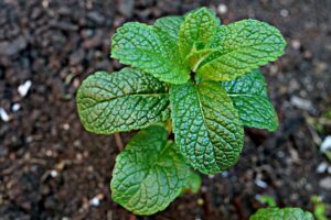 Mint (Mentha spp.)