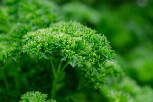  Parsley