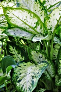 Dieffenbachia