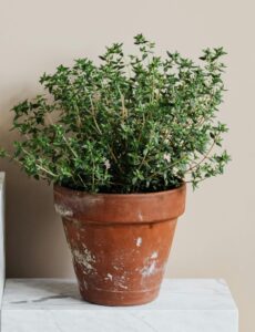 Thyme (Thymus vulgaris)