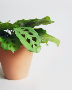 Prayer Plant