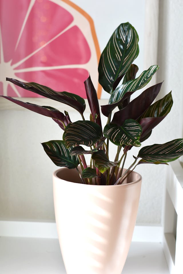 Calathea Ornata