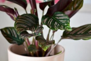 Calathea Ornata