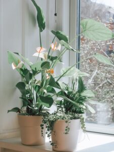 Peace Lily