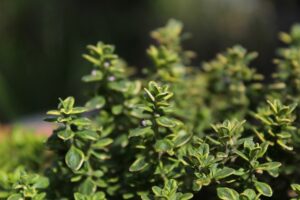 thyme (thymus vulgaris)