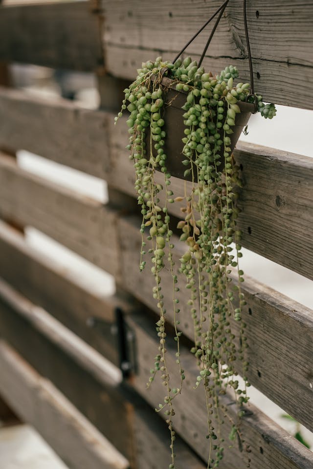 String of Pearls Plant