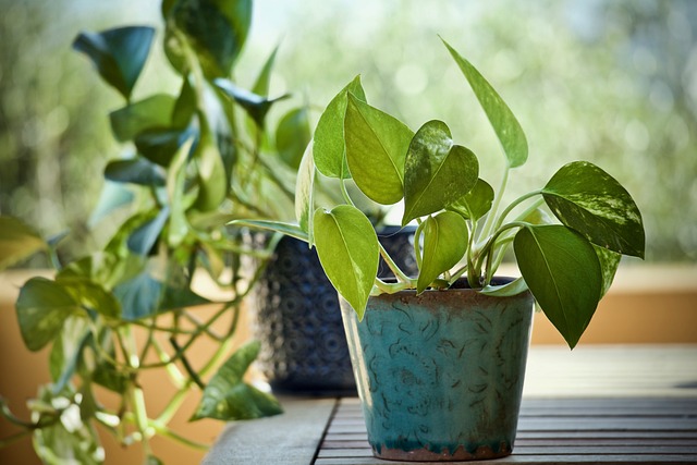 Golden Pothos