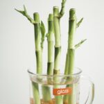 Indoor Bamboo Plant