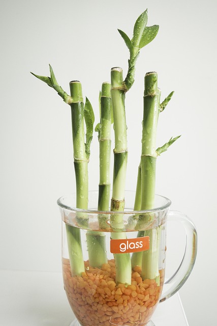 Indoor Bamboo Plant