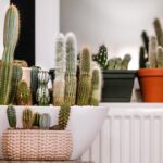 Indoor Succulents