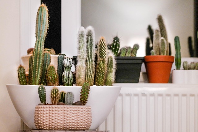 Indoor Succulents