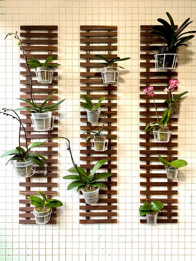 indoor plant trellis