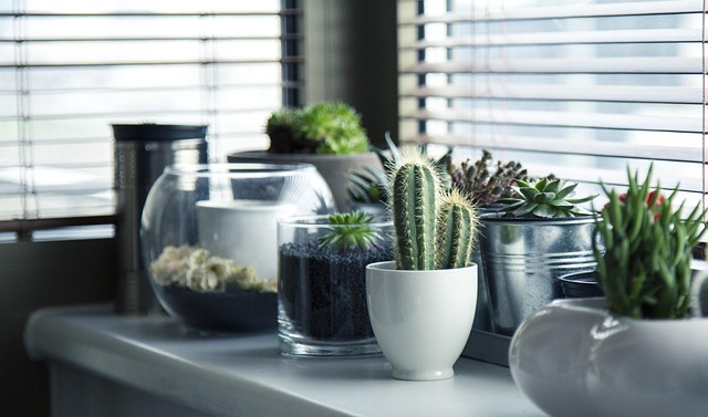 indoor succulent plants